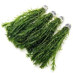 Elodea densa stems for sale  Delivered anywhere in UK