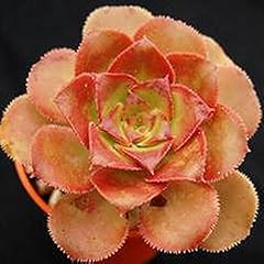 10pcs beutel aeonium gebraucht kaufen  Wird an jeden Ort in Deutschland