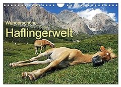 Wunderschöne haflingerwelt ca usato  Spedito ovunque in Italia 
