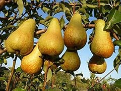 Pianta pero abate usato  Spedito ovunque in Italia 