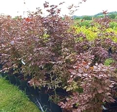 2ft tall tall for sale  Delivered anywhere in UK