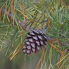 Pinus taeda tree for sale  Delivered anywhere in USA 