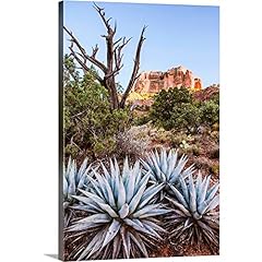 Greatbigcanvas agave plants for sale  Delivered anywhere in USA 