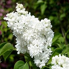 Garden french lilac for sale  Delivered anywhere in UK