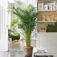 Areca palm grande d'occasion  Livré partout en Belgiqu