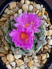 Ariocarpus fissuratus exotic for sale  Delivered anywhere in USA 