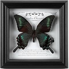 Real framed butterfly for sale  Delivered anywhere in USA 