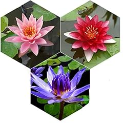 Planterest water lily for sale  Delivered anywhere in USA 