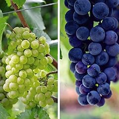Grape duo grape for sale  Delivered anywhere in UK