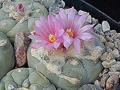 Portal cool cactus usato  Spedito ovunque in Italia 