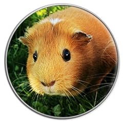 Personalised guinea pig for sale  Delivered anywhere in UK