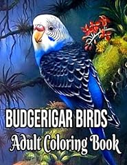 Budgerigar birds adult for sale  Delivered anywhere in UK