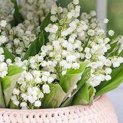600 graines muguet d'occasion  Livré partout en France