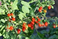 Live plant goji for sale  Delivered anywhere in USA 