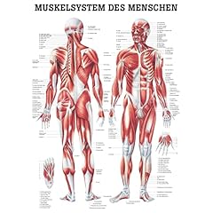 Muskelsystem poster anatomie gebraucht kaufen  Wird an jeden Ort in Deutschland
