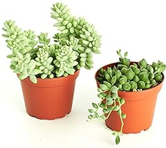 Shop succulents hanging for sale  Delivered anywhere in USA 