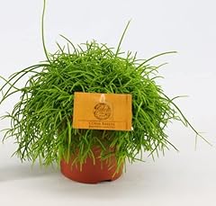 Rhipsalis baccifera cassutha for sale  Delivered anywhere in UK