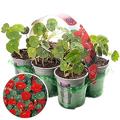 Bedding plants nasturtium for sale  Delivered anywhere in UK