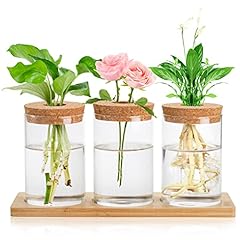 Lawei pcs plant for sale  Delivered anywhere in USA 