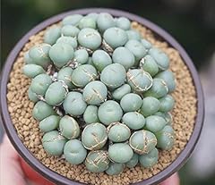 Portal cool conophytum for sale  Delivered anywhere in UK