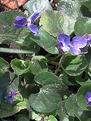 Viola mammola circa usato  Spedito ovunque in Italia 