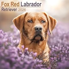 Fox red labrador for sale  Delivered anywhere in UK