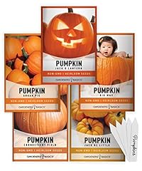 Gardeners basics pumpkin for sale  Delivered anywhere in USA 
