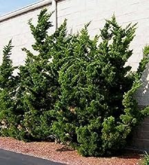 Hollywood juniper tree for sale  Delivered anywhere in USA 