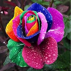 Rare rainbow rose for sale  Delivered anywhere in UK