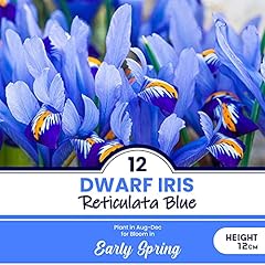 Dwarf iris reticulata for sale  Delivered anywhere in UK