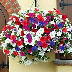 Petunia mix trailing for sale  Delivered anywhere in UK