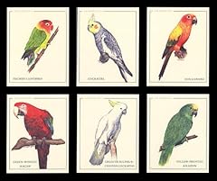 Parrot sun conure for sale  Delivered anywhere in UK