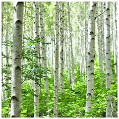 Silver birch 8ft for sale  Delivered anywhere in UK