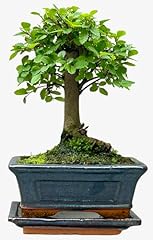 Bonsai chinese elm for sale  Delivered anywhere in UK