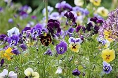 Viola tricolor wild for sale  Delivered anywhere in UK