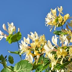 Honeysuckle plant live for sale  Delivered anywhere in USA 