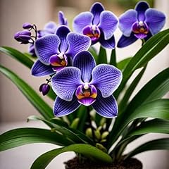 Strap leaf vanda for sale  Delivered anywhere in USA 