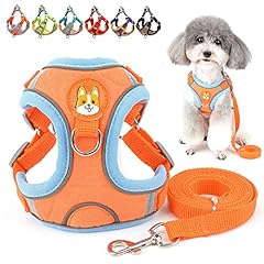 chiot croise chihuahua d'occasion chiot croise chihuahua d'occasion Livré partout en France