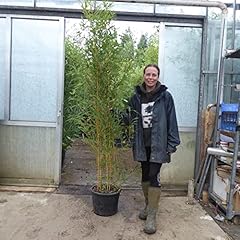 Large bamboo plants for sale  Delivered anywhere in UK