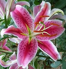 Large flowering stargazer for sale  Delivered anywhere in USA 