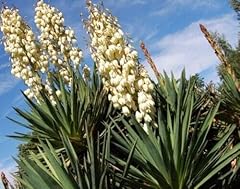 Generic pack yucca for sale  Delivered anywhere in USA 