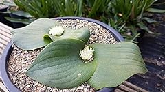 Massonia echinata semi for sale  Delivered anywhere in UK