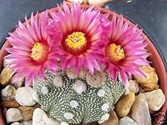 Astrophytum super kabuto usato  Spedito ovunque in Italia 