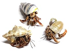 Live pet hermit for sale  Delivered anywhere in USA 