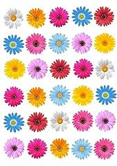 Edible flowers daisy for sale  Delivered anywhere in UK