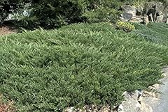 Andorra compacta juniper for sale  Delivered anywhere in USA 