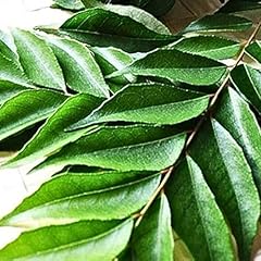Fresh curry leaves for sale  Delivered anywhere in UK