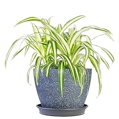 Perfect plants spider for sale  Delivered anywhere in USA 