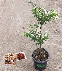 Almond fruit tree for sale  Delivered anywhere in USA 