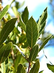 Swẹẹt bay leaf for sale  Delivered anywhere in USA 